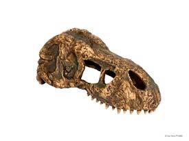 Exo-Terra T-Rex Skull Small - T-Rex koponya formájú búvóhely hüllők részére (7x15x6cm)